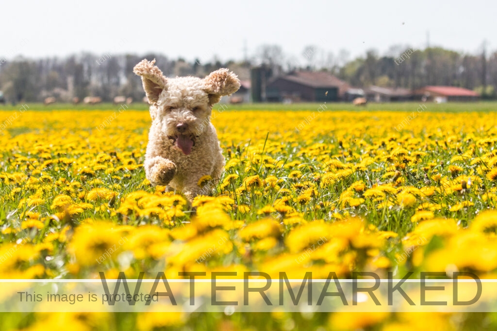 Rocky-Hund-Australian Labradoodle