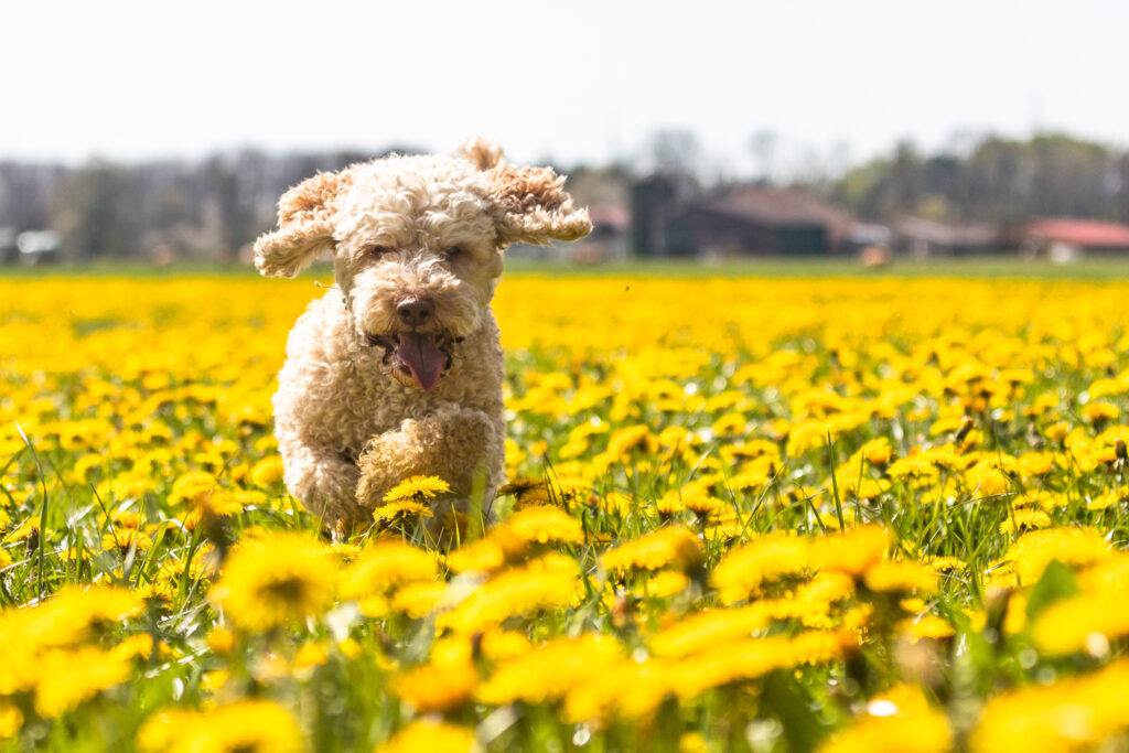 Rocky-Hund-Australian Labradoodle
