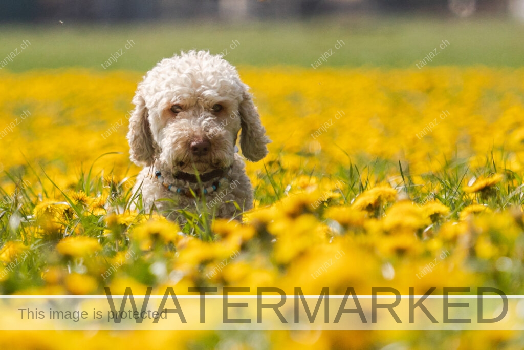 Rocky-Hund-Australian Labradoodle