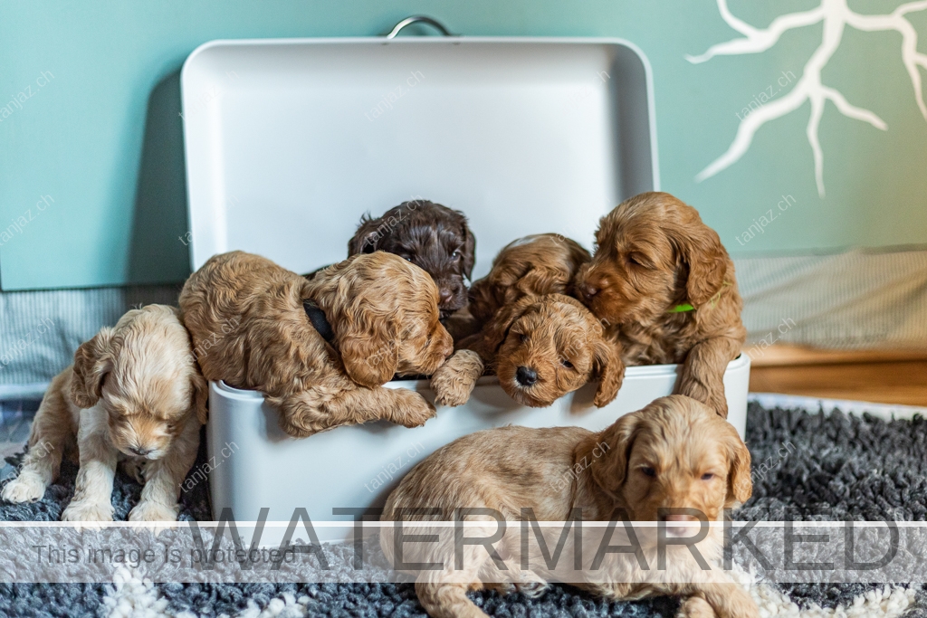 Welpen-Australian Labradoodles