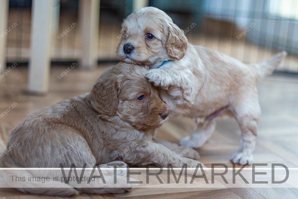 Welpen-Australian Labradoodles