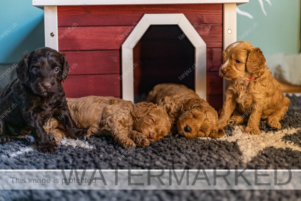 Welpen-Australian Labradoodles