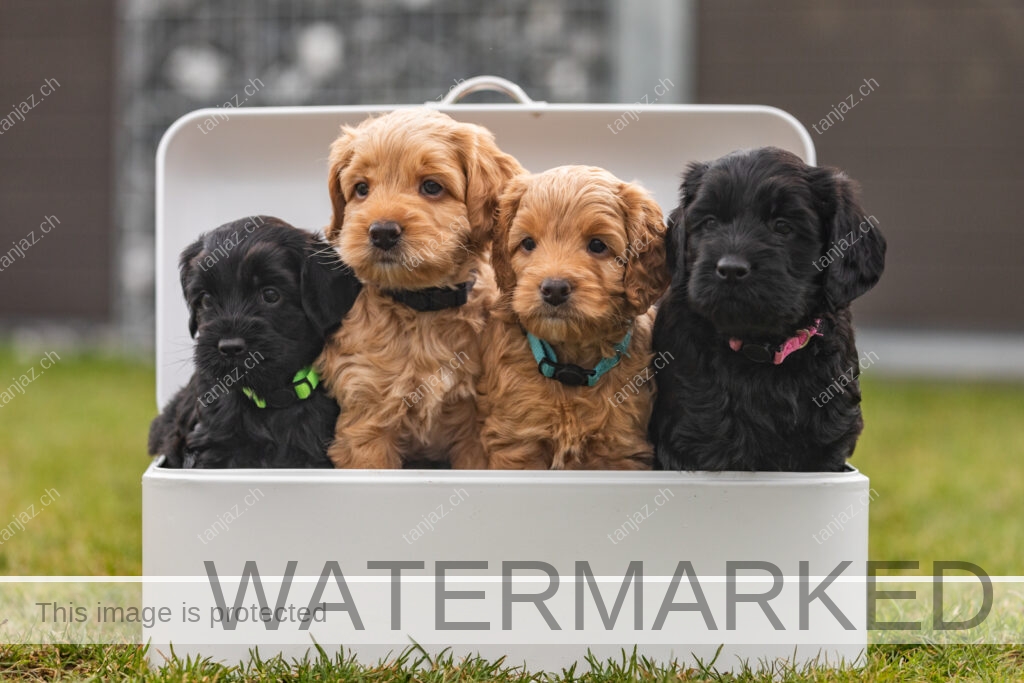 Welpe-Australian Labradoodles
