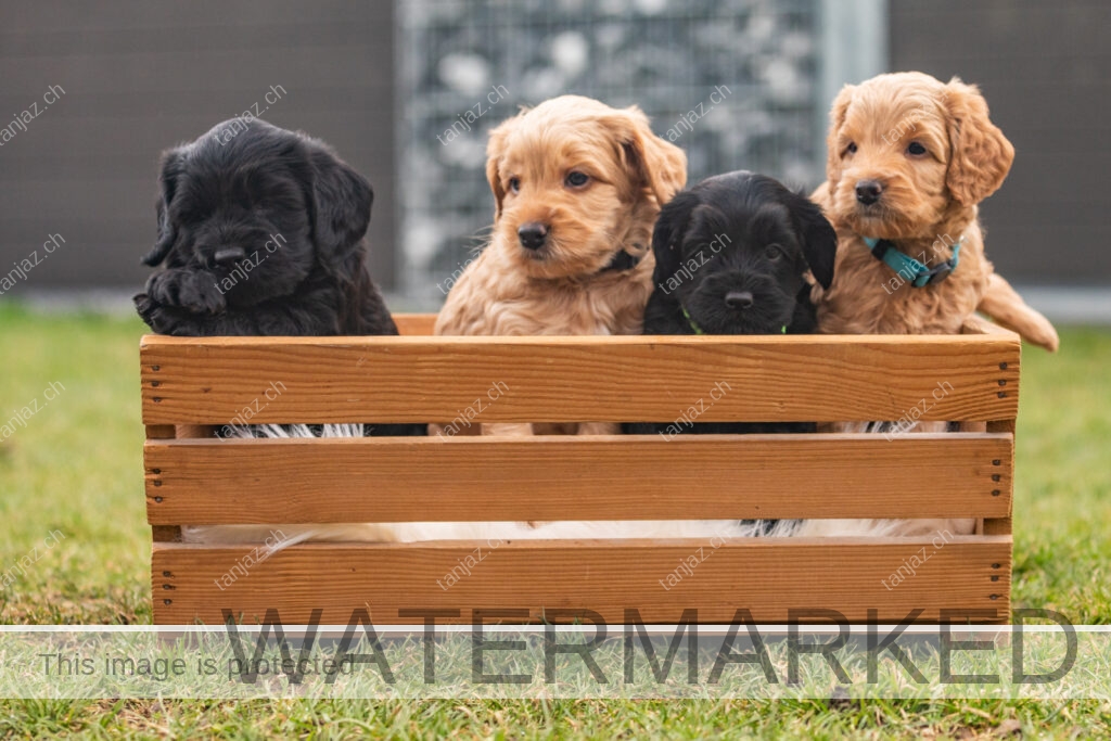 Welpe-Australian Labradoodles