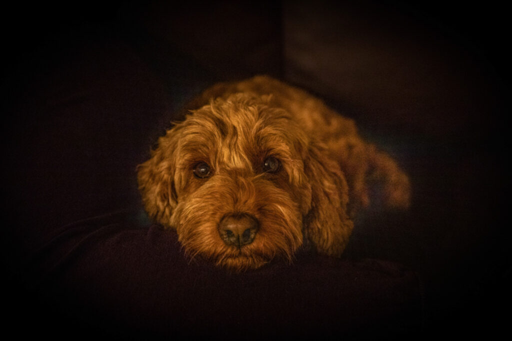 Hund-Australian Labradoodle