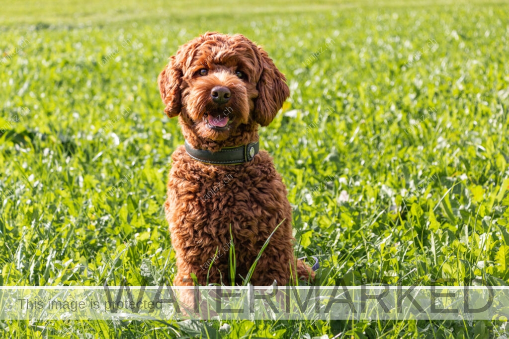 Hund-Australian Labradoodle