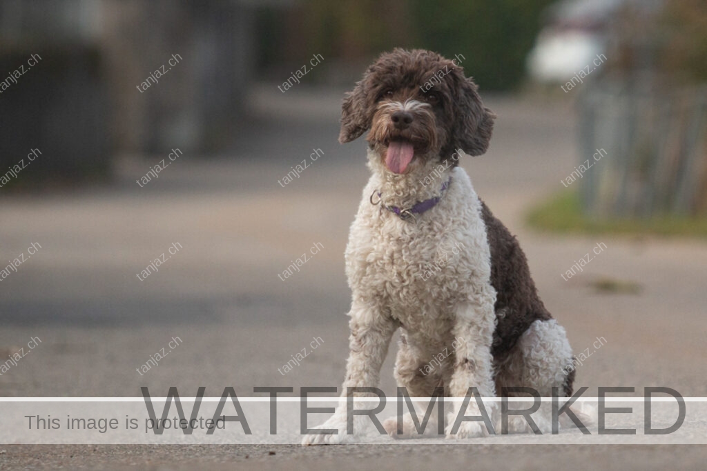 Hund-Australian Labradoodle