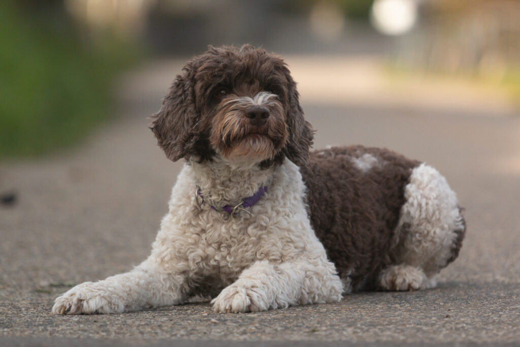 Hund-Australian Labradoodle